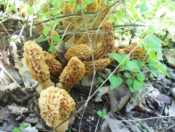 Morel mushroom honey hole 