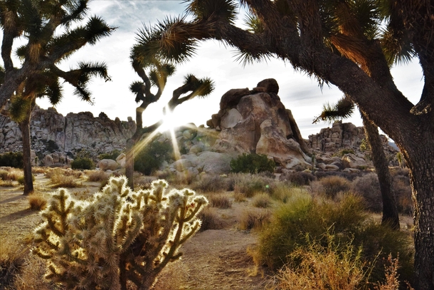Morning glow in the high desert--Joshua Tree National Park 