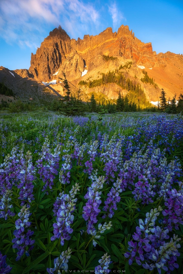 Morning light illuminating Three Fingered Jack above a field of lupine in the Central Oregon Cascades 