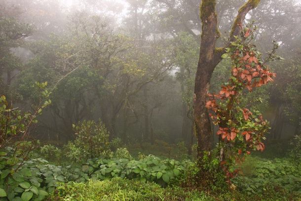 Morning mist in Kodachadri  Western Ghats  India 