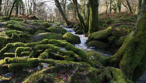 Moss carpets roots and rocks Dartmoor UK  x  OC