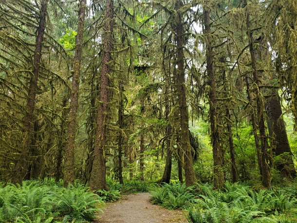 Moss-covered trees in the Hoh Rainforest Olympic National Park 