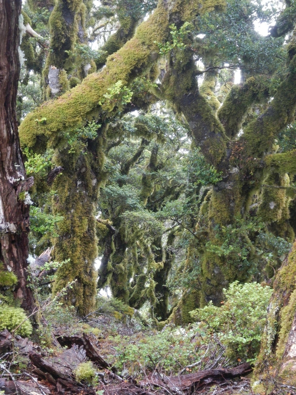Moss lined trees in New Zealands Marlborough Sounds 