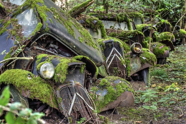 Moss-ridden cars in a junkyard 
