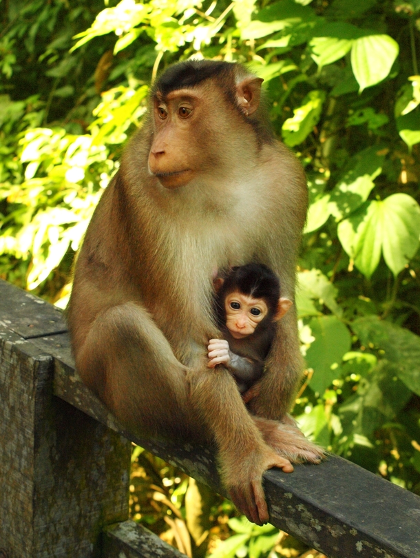 Mother and child macaque in Sepilok Borneo Macaca nemestrina by Vronique Sguin 
