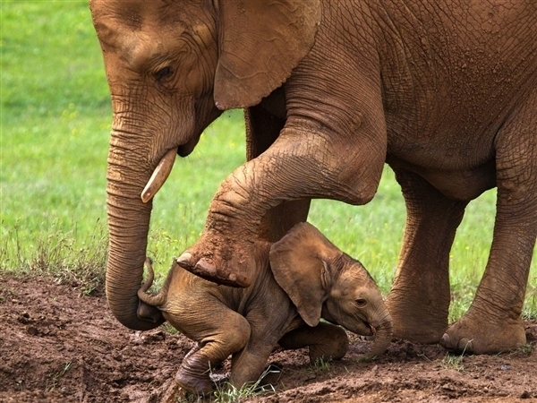 Mother Supporting her Cute Baby Elephant out of mud 