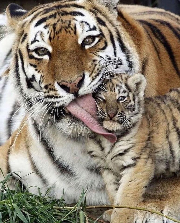 Mother tiger licking her cub