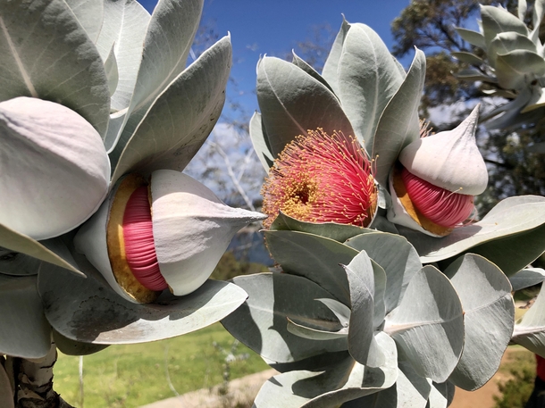Mottlecah eucalyptus macrocarpa in Perth WA