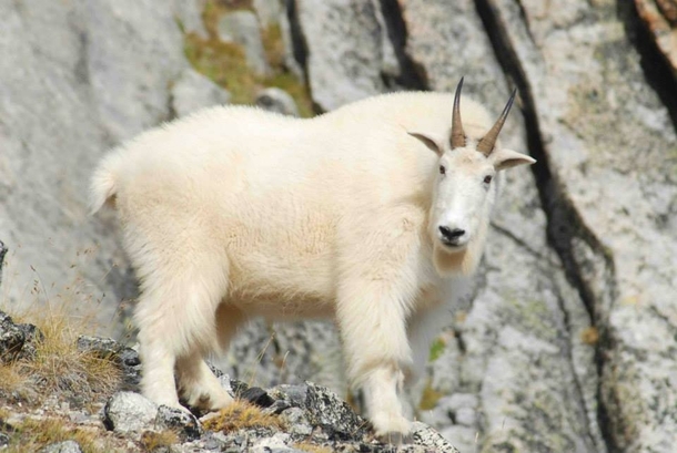 Mountain goat in Valhalla Provincial Park British Columbia Oreamnos Americanus 