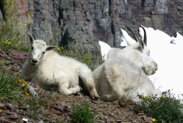 Mountain goats Oreamnos americanus in Glacier National Park Montana USA 