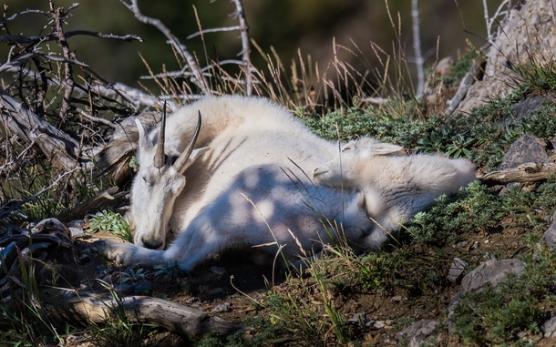 Mountain goats Oreamnos americanus sleeping in Montana USA Photographer Richard Horst 