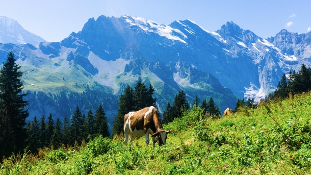 Mrren Switzerland A couple of cows grazing along the Swiss Alps 