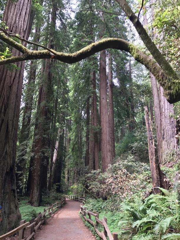 Muir Woods Redwood Forest Sequoia Sempervirens  OC