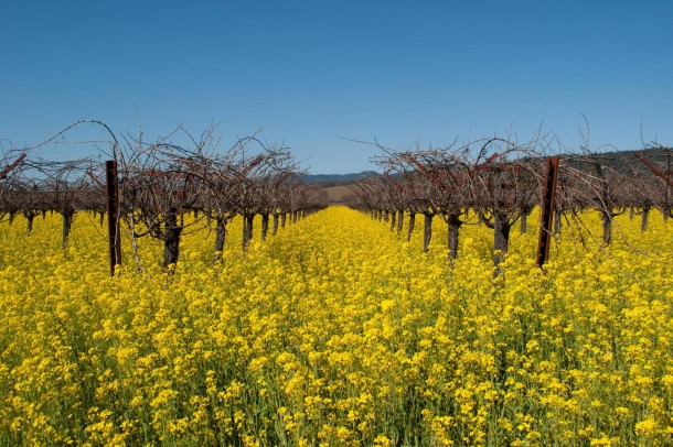 Mustard Plant Flowers in Napa Valley 
