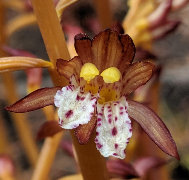 Mutant double flower on a spotted coralroot orchid   in the Colorado front range 