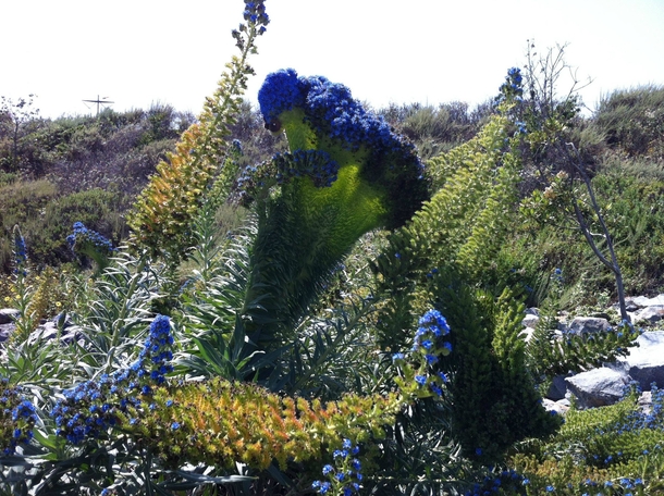 Mutated flower stalk on an Echium Candicans Pride of Madeira 