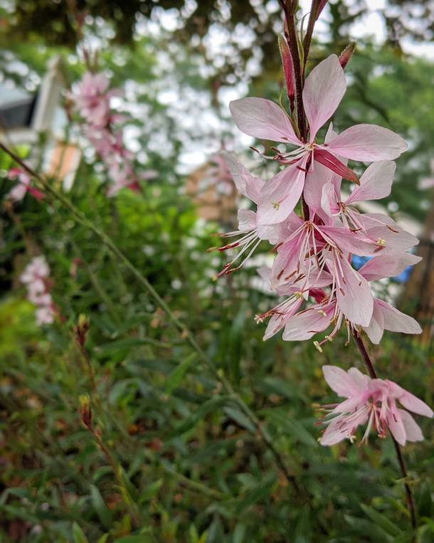 My Bee Blossom Gaura is being loved by the pollinators this year 