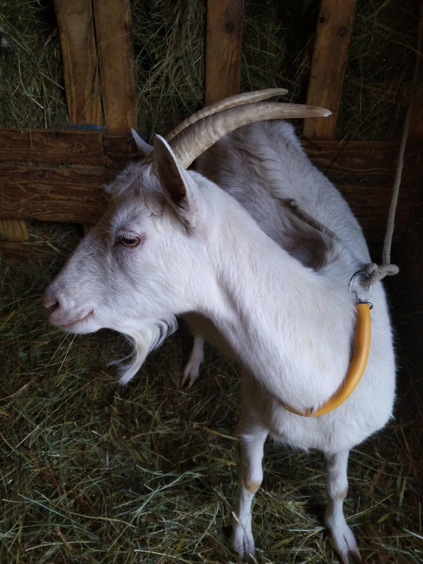 My cousins goat