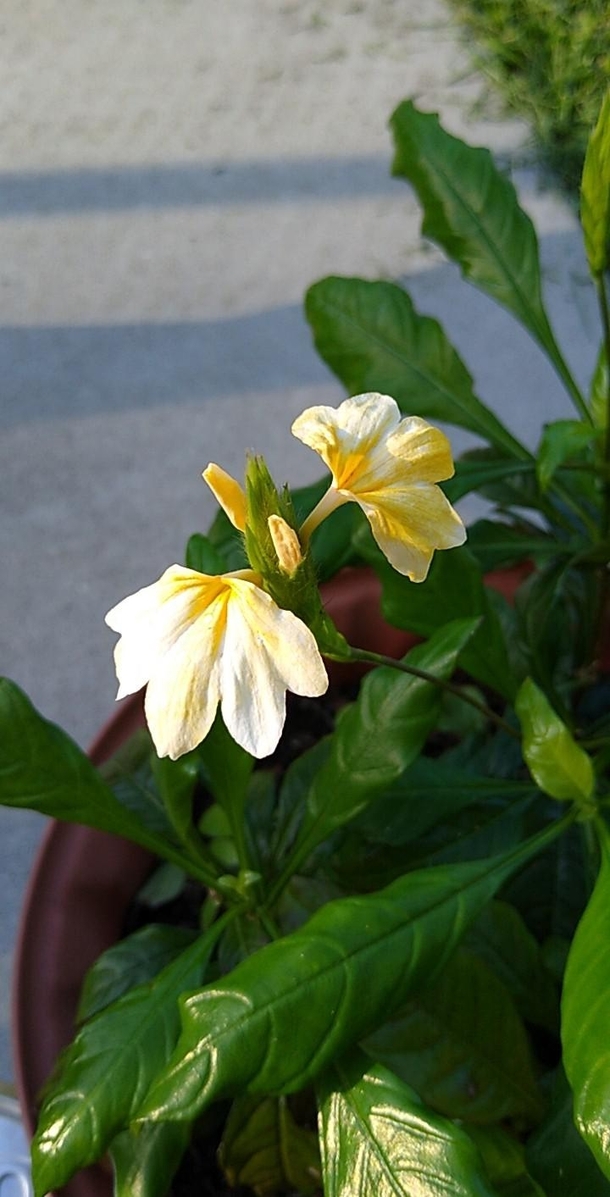 My crossandra has finally started to bloom
