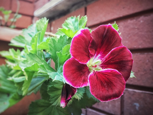 My drama queen geranium finally flowered for the first time in a year