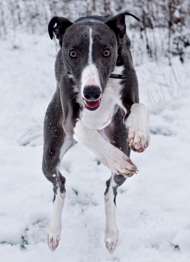 My Gran whippet playing in the snow