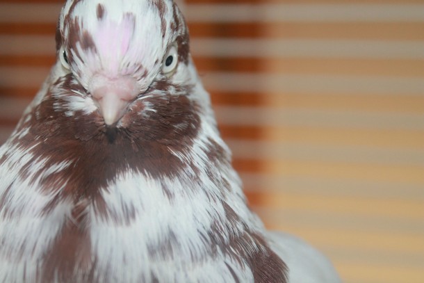 My Pet Pigeon Columbidae 