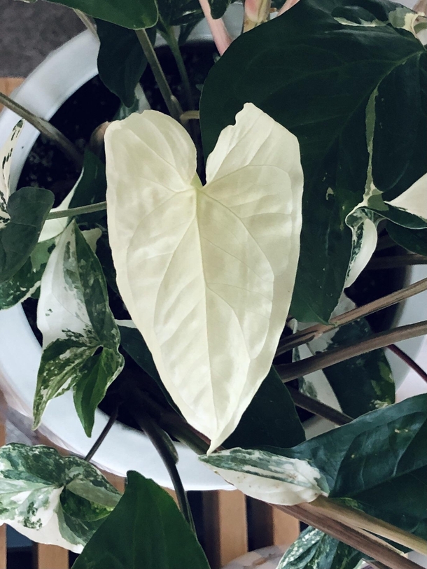 My syngonium albo gave me an all-white leaf 