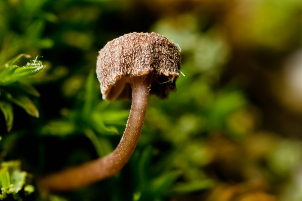 Mycena corticola extremely small mushroom x-post from rmacroporn