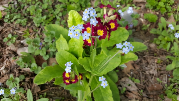 Myosotis forget-me-nots in the foreground with Primula Vulgaris red primroses in the background 