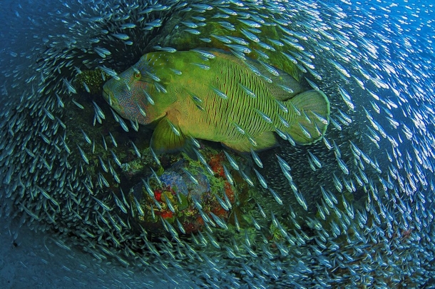Napoleon Wrasse Cheilinus undulatus and a school of baitfish off the Great Barrier Reef Christian Miller 