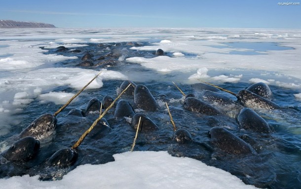 Narwhals 