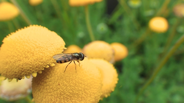 Native bee pollinating a yellow flower 