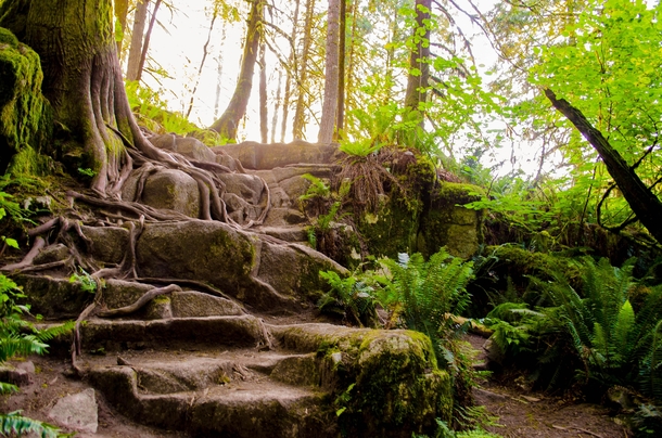 Natures Roots  Canada Coquitlam - Minnekhada Regional Park Just serene and beautiful Look at those roots