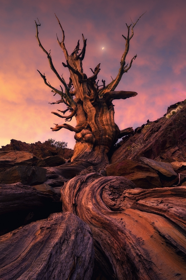 Nestled in the White Mountains of California are the ancient Bristlecone Pines the oldest living organisms on Earth Photo by Victor Carreiro 