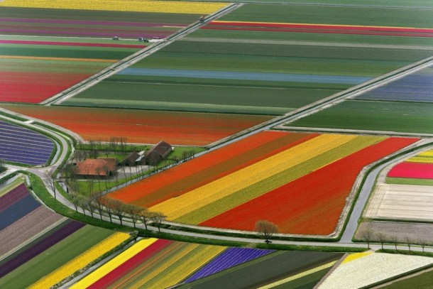 Netherlands Technicolor Tulip Fields 