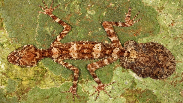 New Species of Leaf-Tailed Gecko Found in Australia  more in comments
