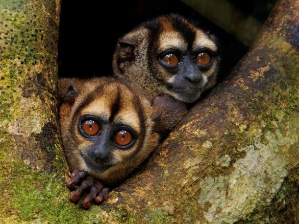 Noisy Night Monkeys Ecuador 