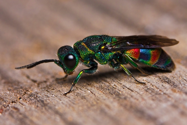 Not all wasps are yellow Heres a multi-colored Cuckoo Wasp 