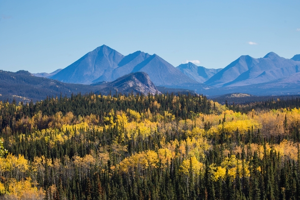 Not so subtle Fall Colors in Denali National Park Alaska 