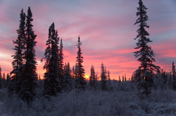 November sunrise in sparse boreal forest after a light snow  Fairbanks AK 