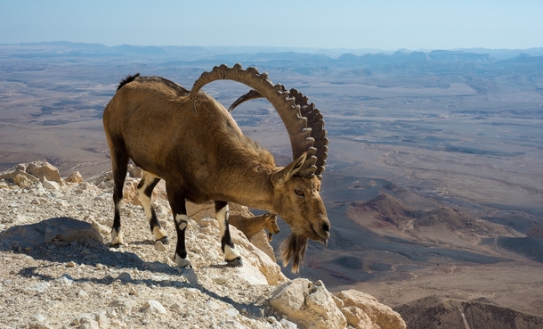 Nubian ibex Israel 