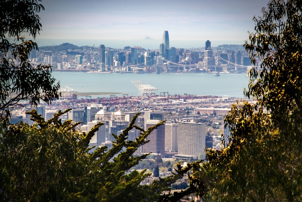 Oakland and San Francisco through the trees 