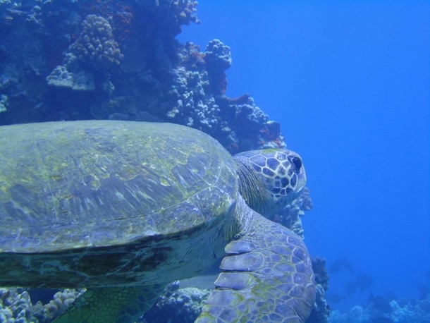 OC Sea Turtle in Maui 
