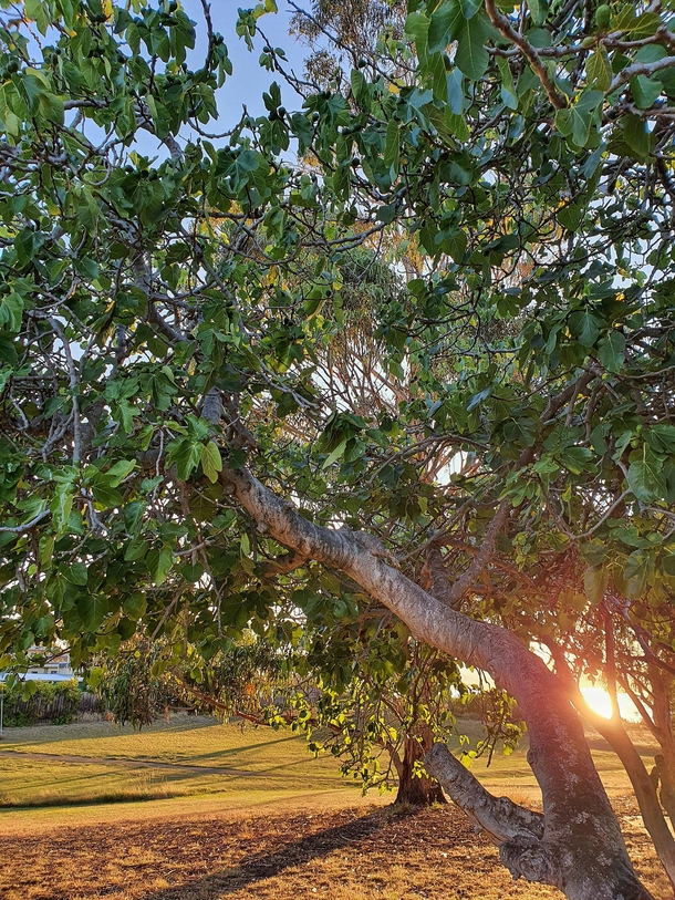 OC- the last sun of the summer setting over a local fig tree that i have been visiting for over  years Hobart Australia 