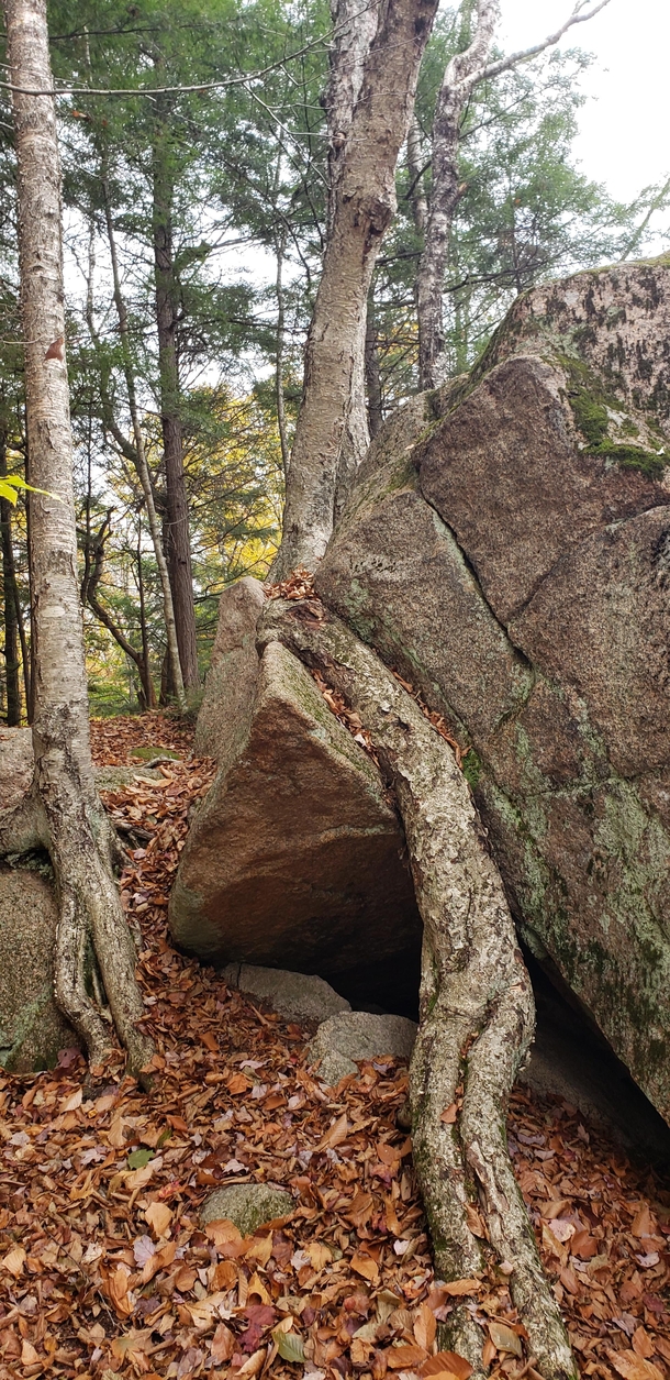 OC Tree trunk and roots over a boulder on the Plumes Gorge trail Franconia Notch NH 