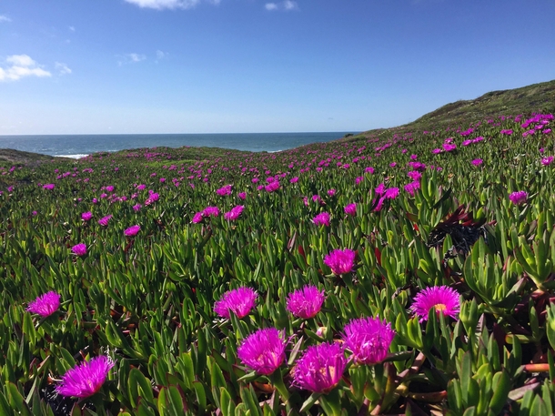 Ocean Bloom - Point Reyes National Seashore -  
