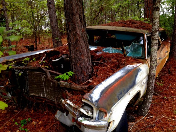 Old car with tree growing through the hood in AlabamaxOC