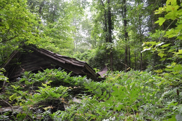 Old collapsed house in the woods Virginia 