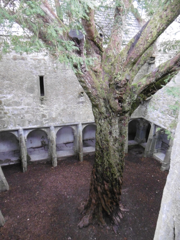 Old Jew Tree in the abandoned Muckross Abbey Killarney National Park Ireland 