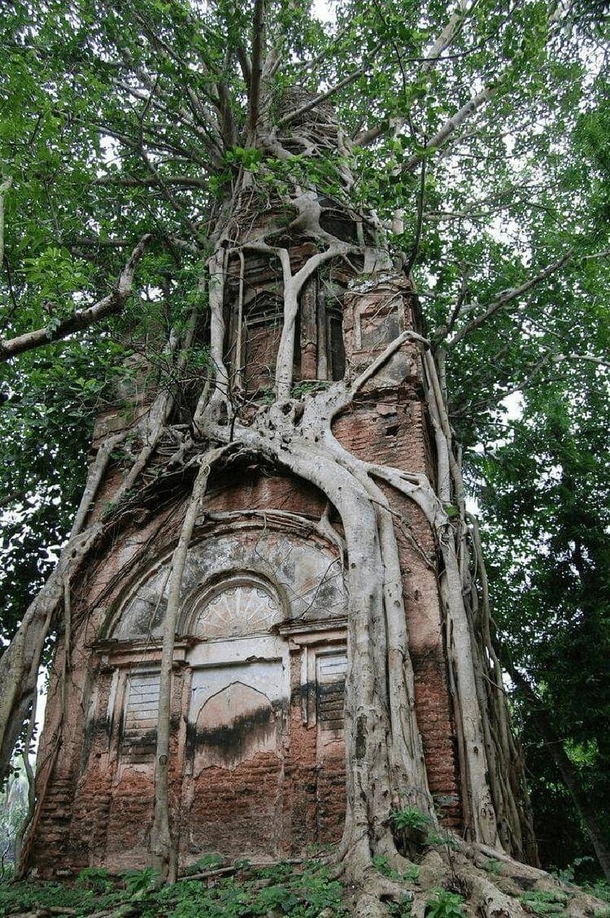 Old Shiva temple firmly embraced by the sacred Bodhi tree in Bangladesh Photo by Bangladesh Unlocked